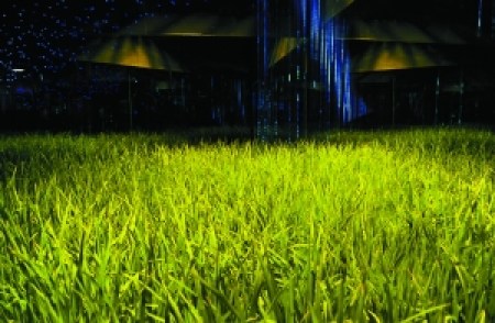 中国馆种约10平米超级杂交水稻 专家搞数月试验